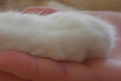 Hand-Pfote Katzenpfote liegt in einer Hand