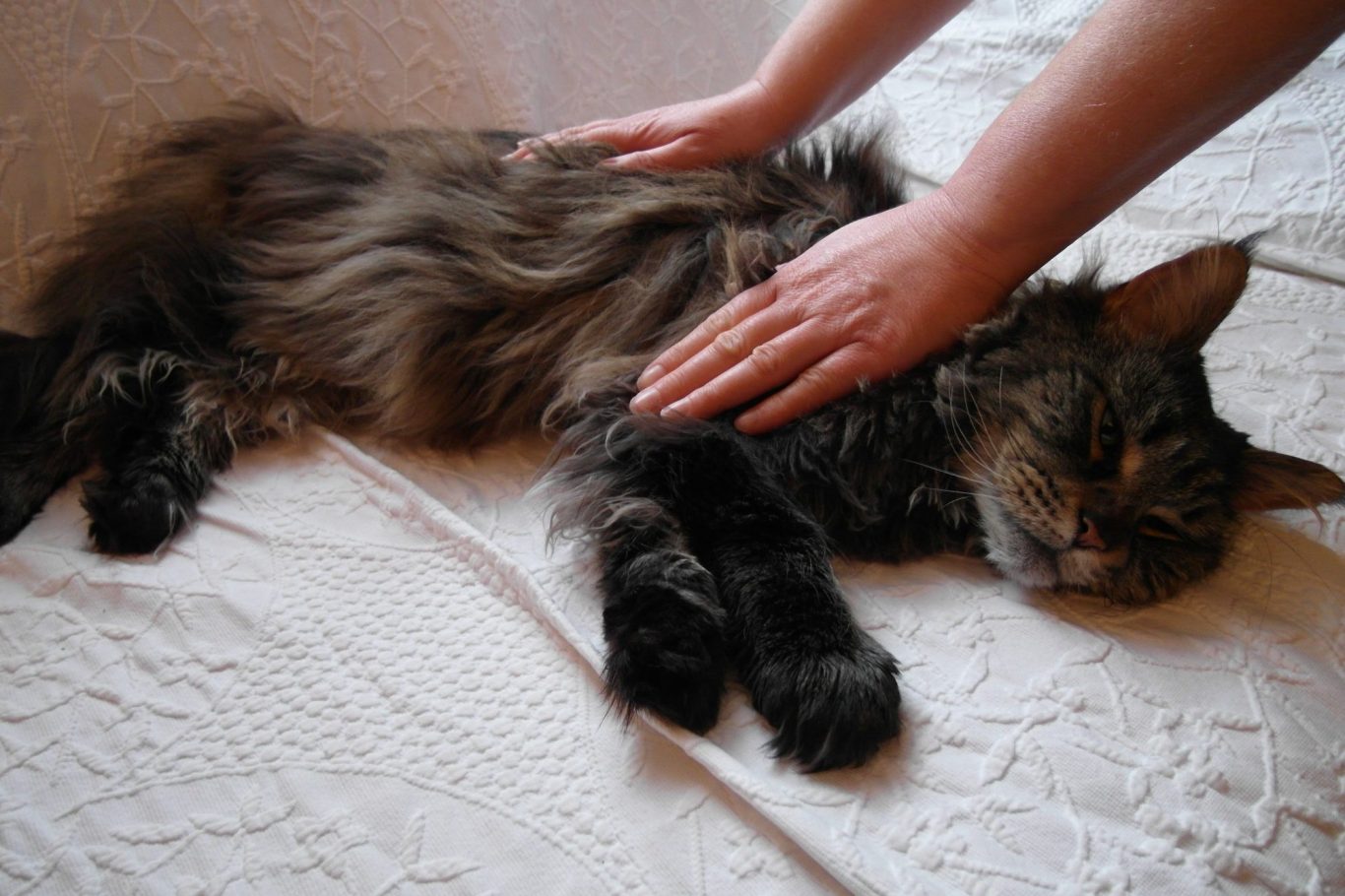 Energieanwendung Katze während einer Energieanwendung