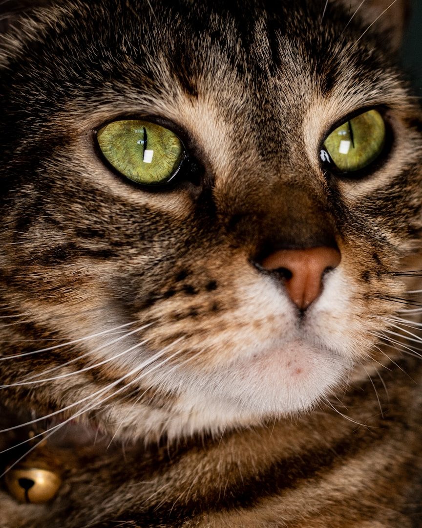 Nahaufnahme einer Katze